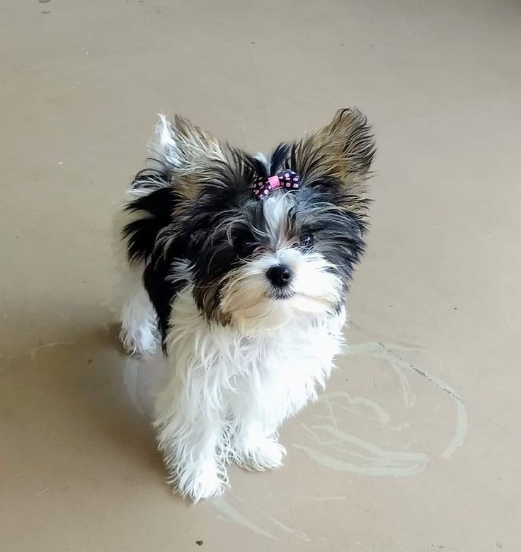 Bella